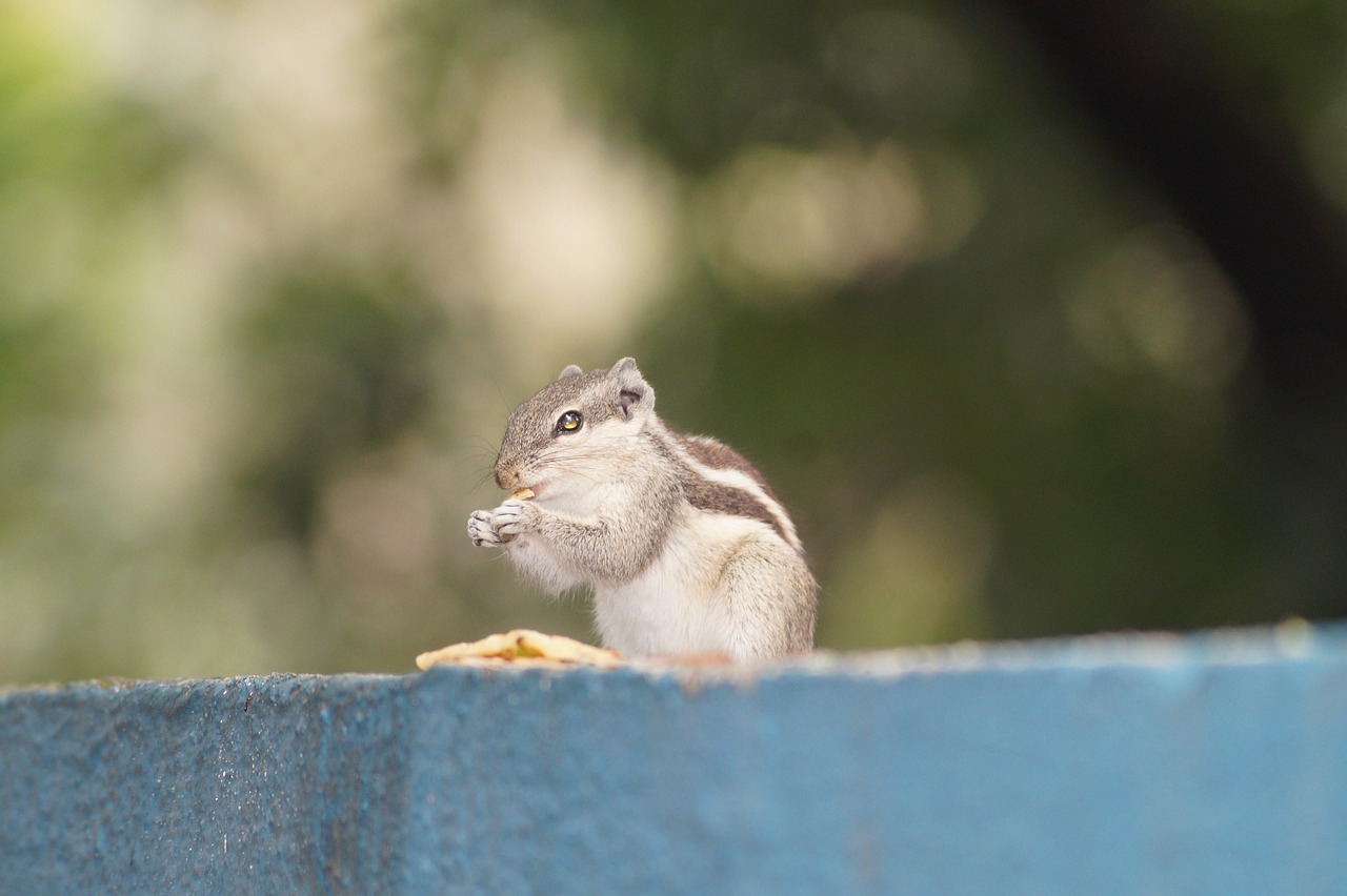 Image - squirrel eat squirrel squirrel nice