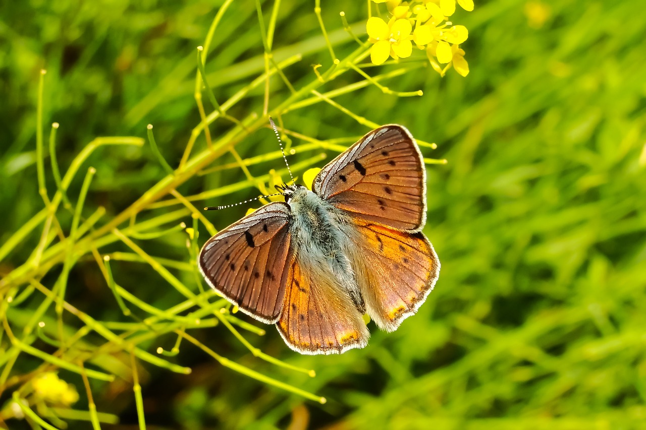 Image - animal insect butterfly hey a haze