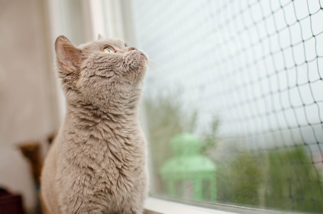 Image - cat the grid window domestic cat