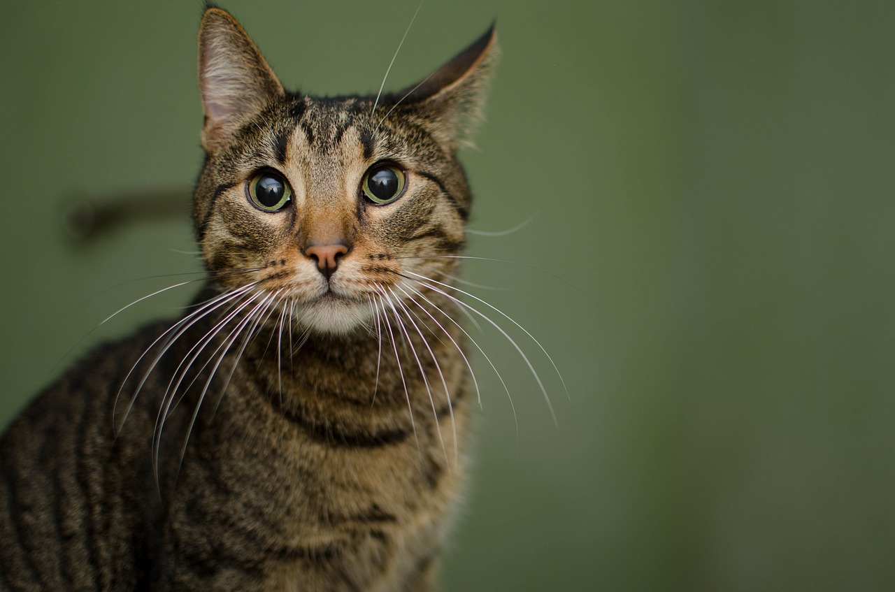 Image - cat animal domestic cat tabby