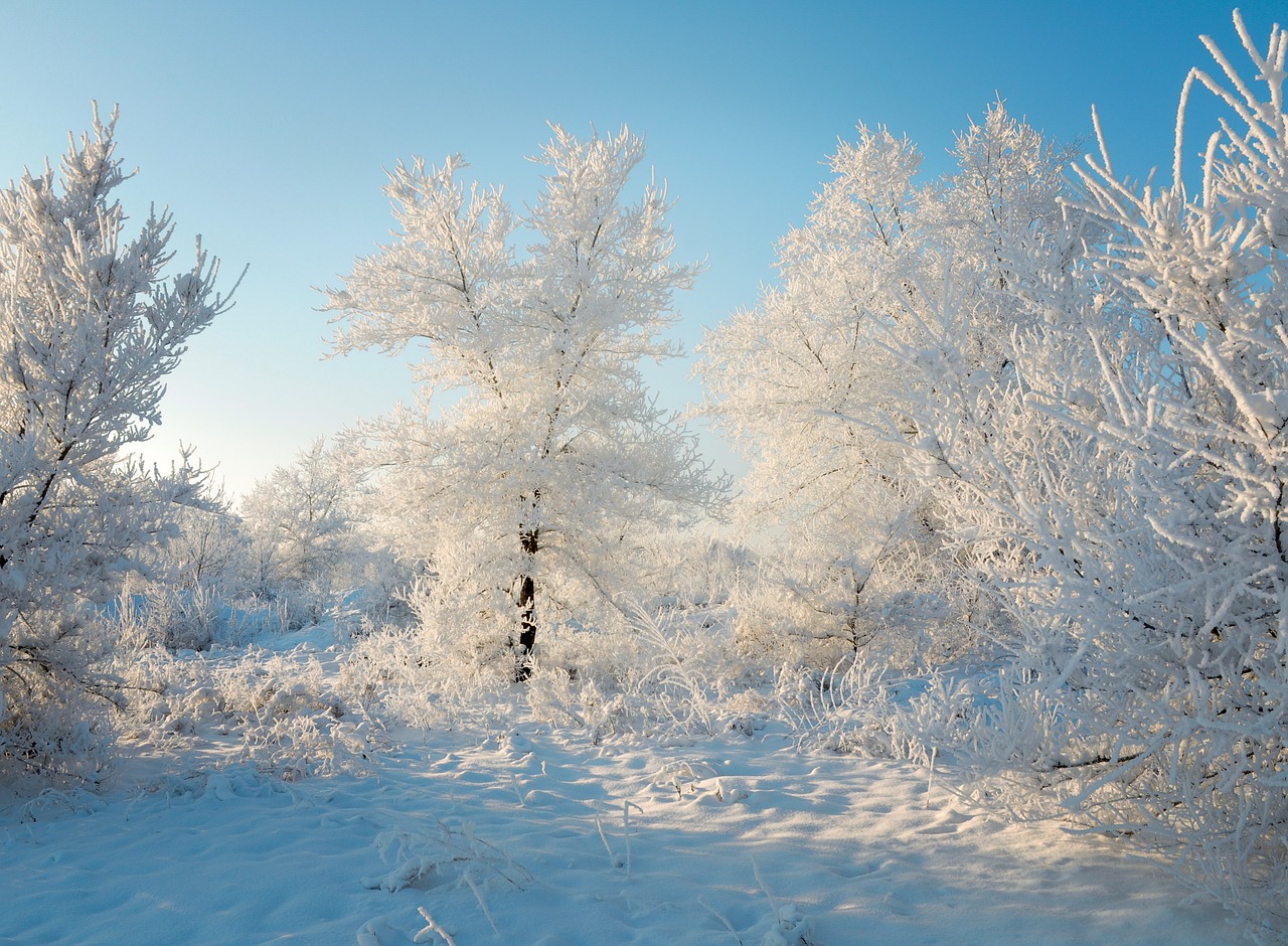 Image - winter snow forest nature trees