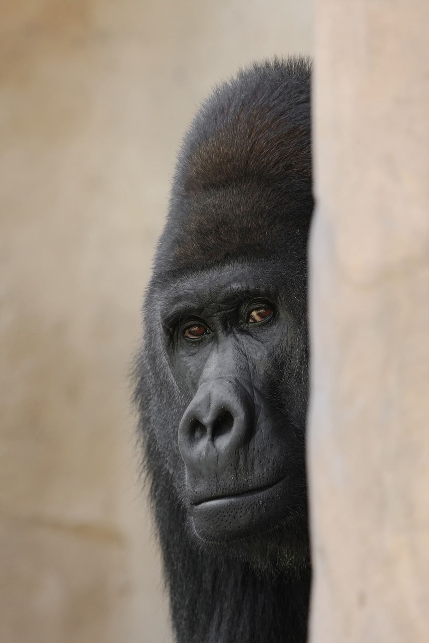 Image - gorilla zoo silverback ape