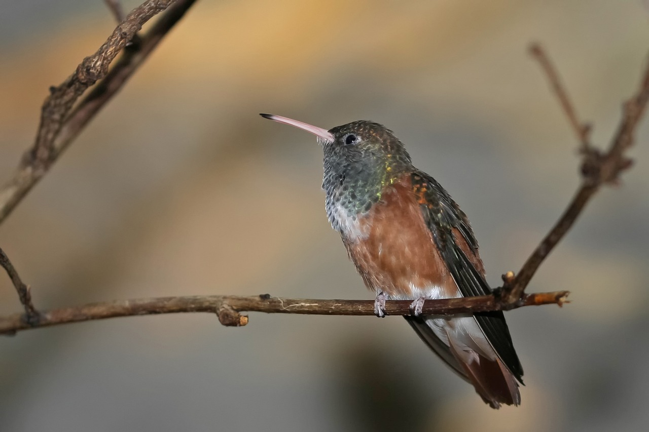 Image - hummingbird birds iridescent