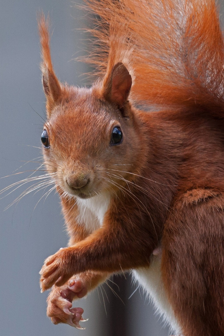 Image - squirrel nature possierlich