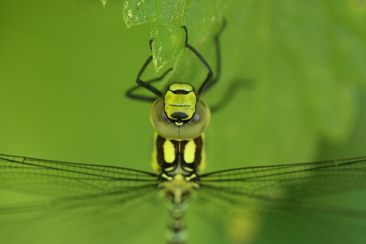 Image - dragonfly hawker macro