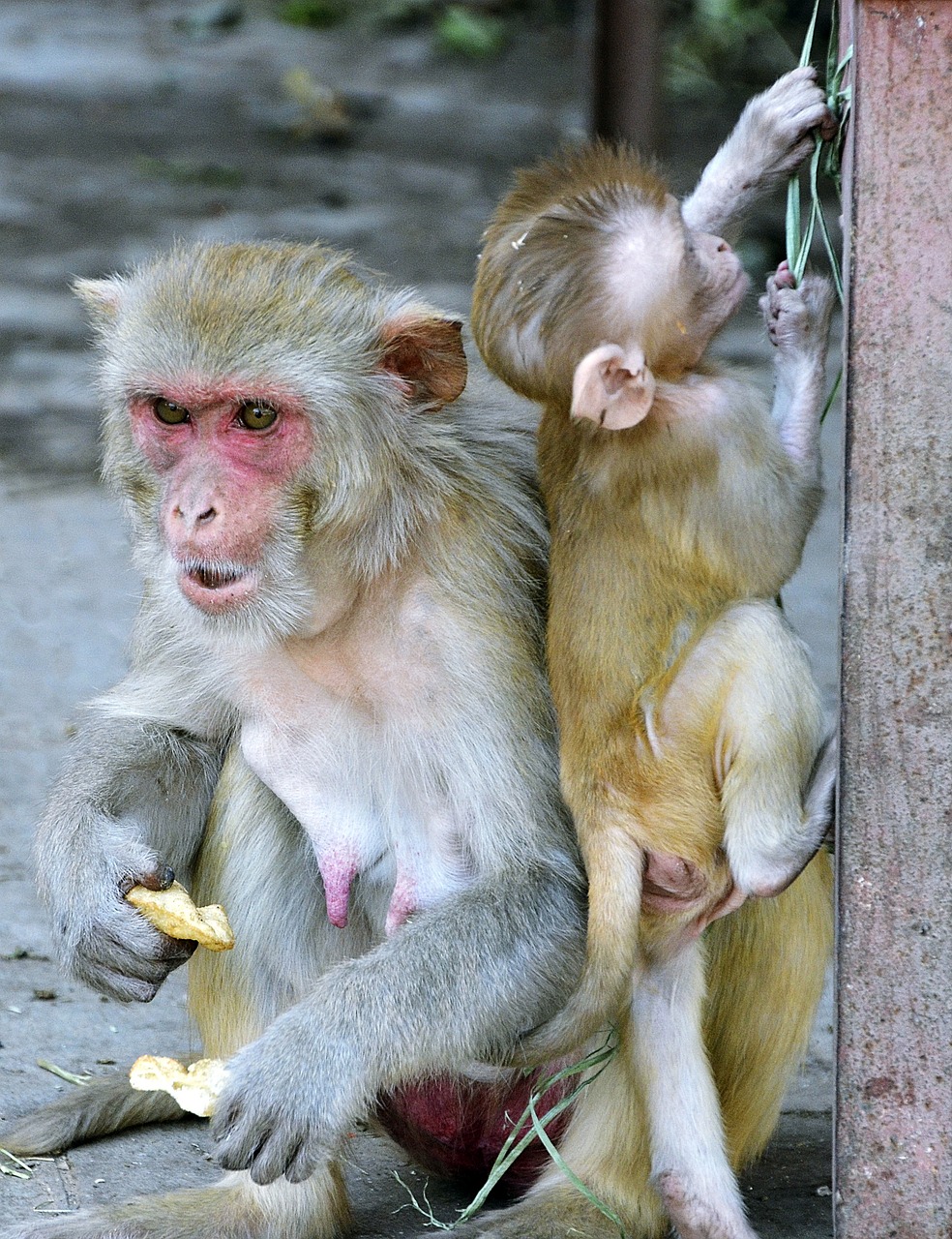 Image - monkey mother baby wildlife wild