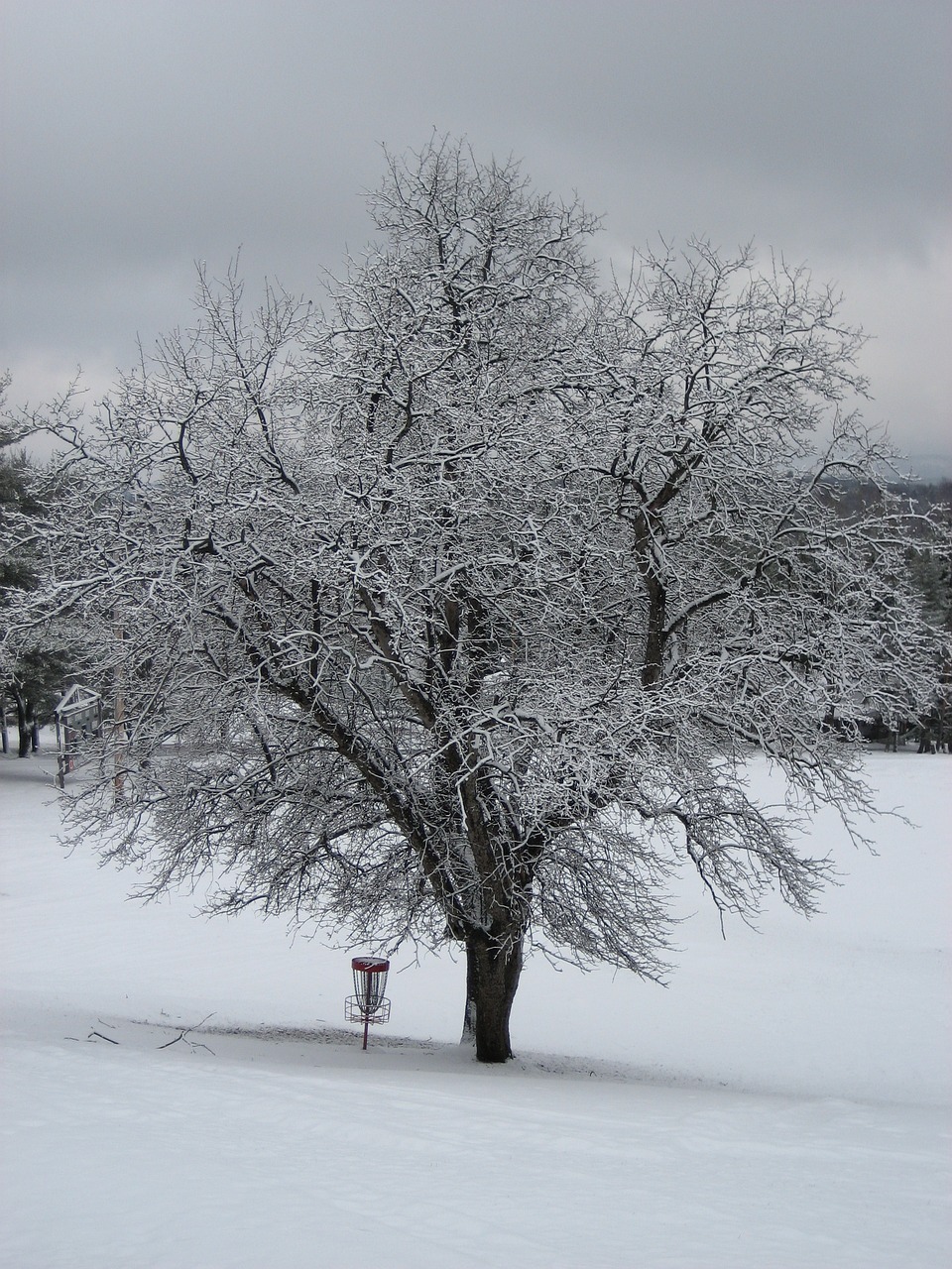 Image - winter tree camp