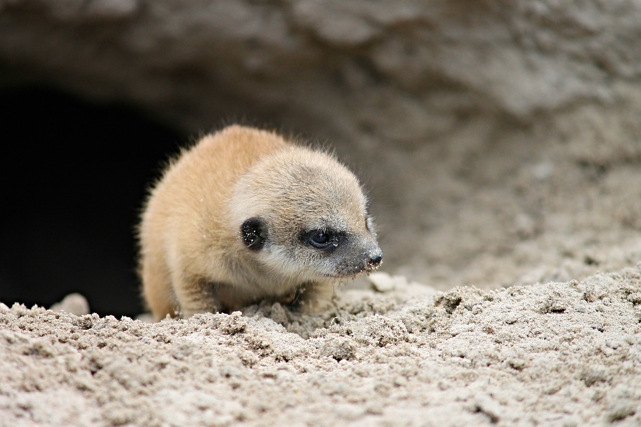 Image - meerkat young young animal small