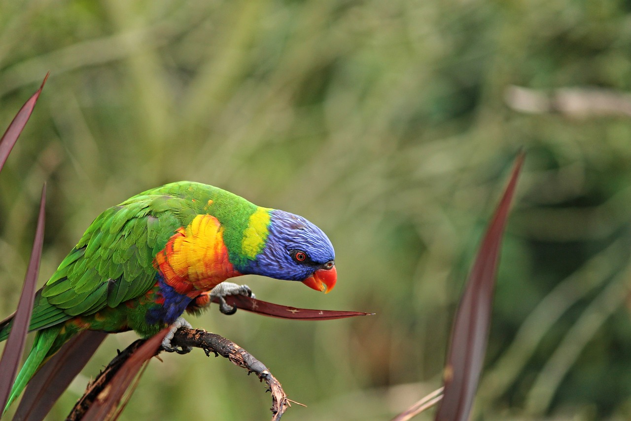 Image - parrot lorikeet
