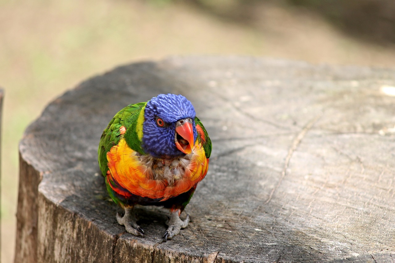 Image - parrot lorikeet