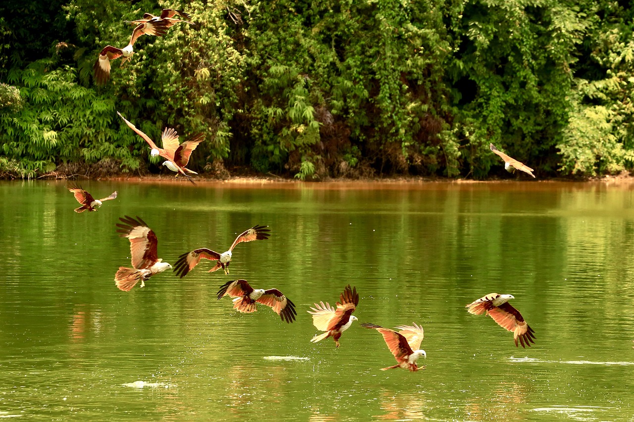 Image - red hawk hawk bird hawk in flight