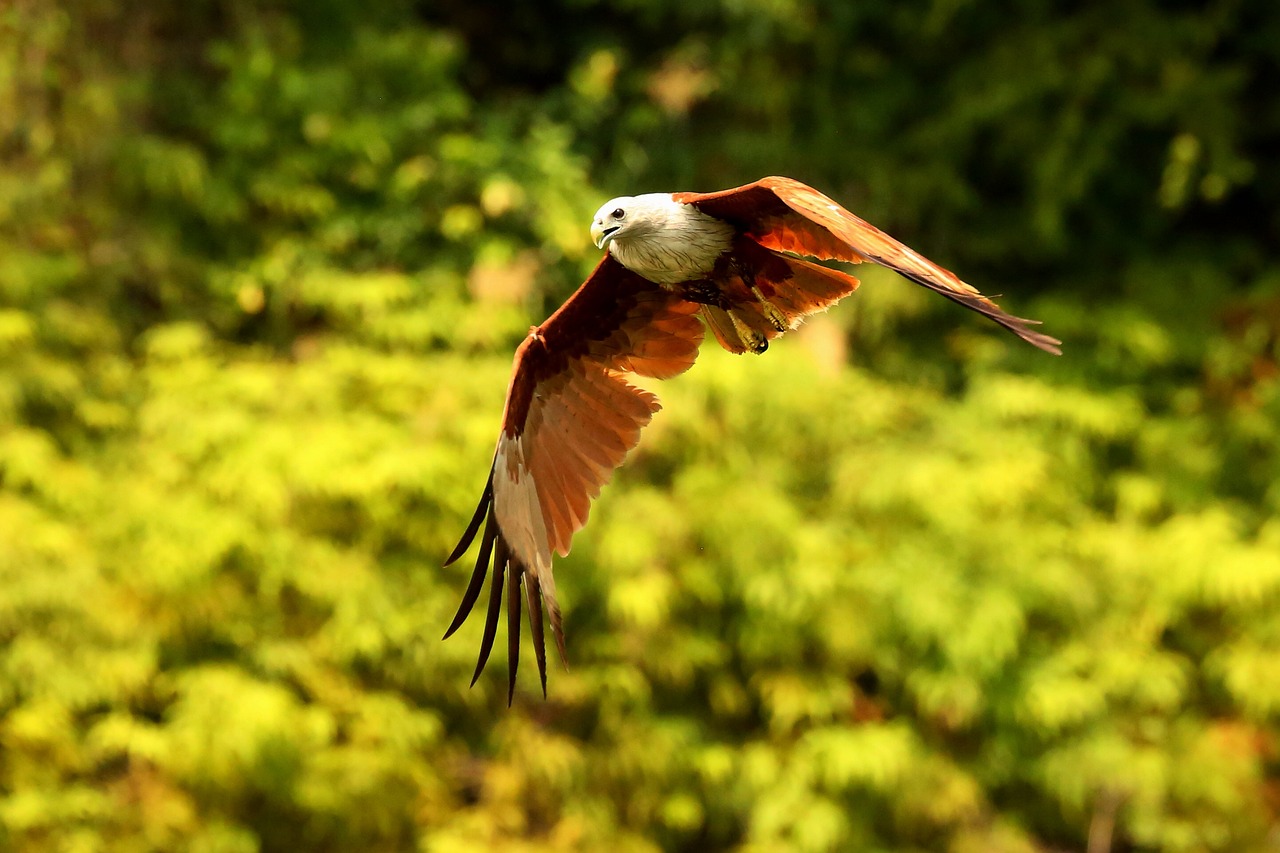 Image - red hawk hawk bird hawk in flight