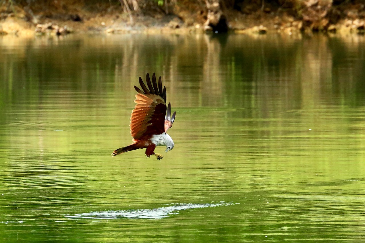 Image - red hawk hawk bird hawk in flight