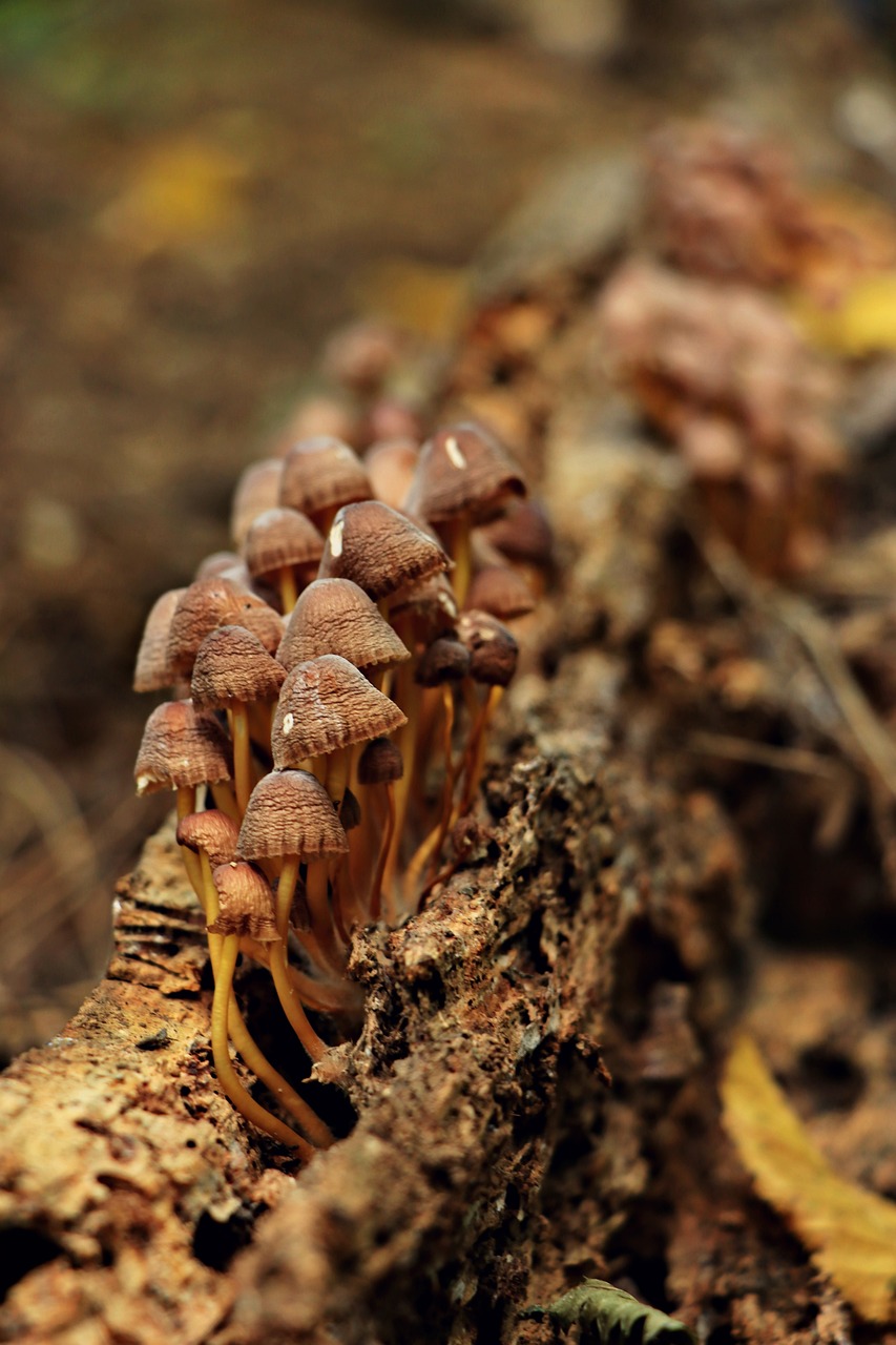 Image - nature little nobody food wood