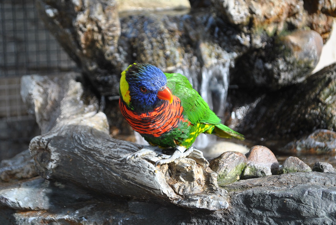 Image - bird animal beak parrot lorikeet