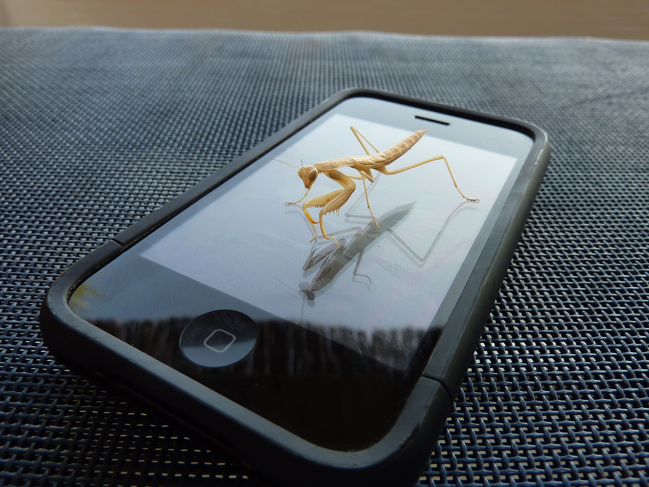 Image - iphone mantis insect animal