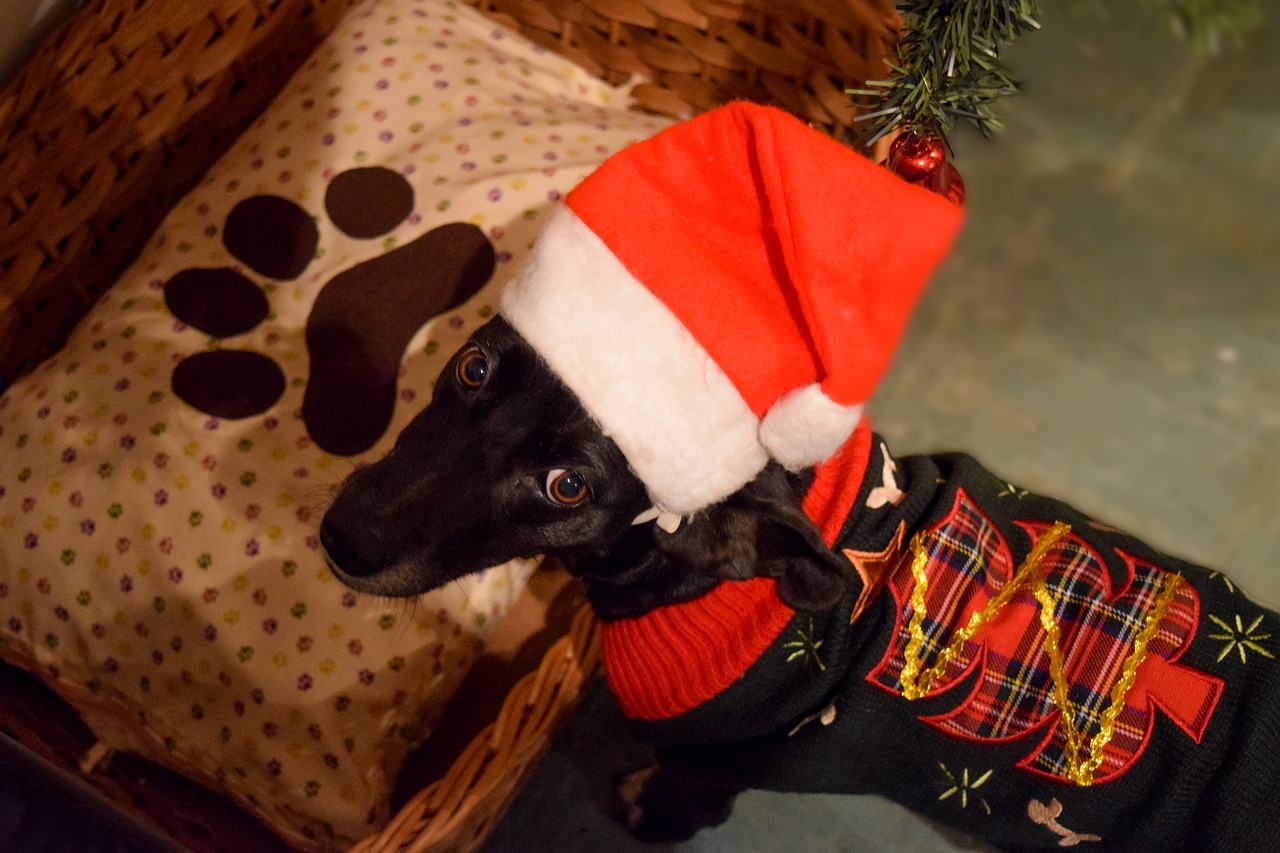 Image - christmas dog doggo cute pet