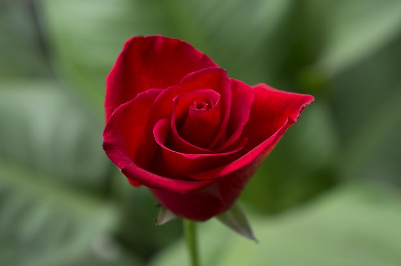 Image - emotion roses red rose budding