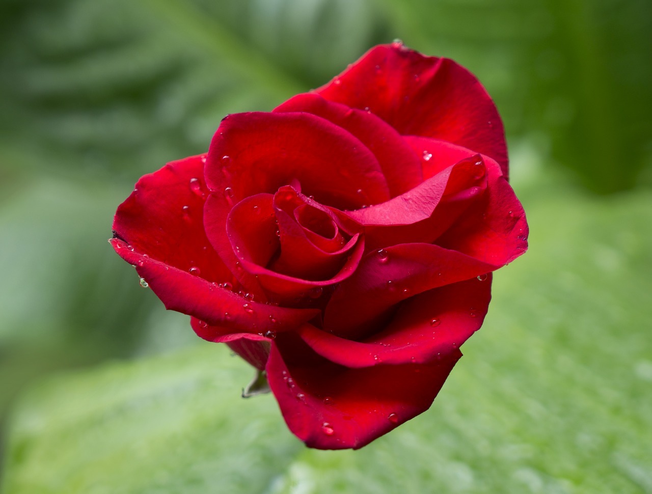 Image - emotion roses red rose budding