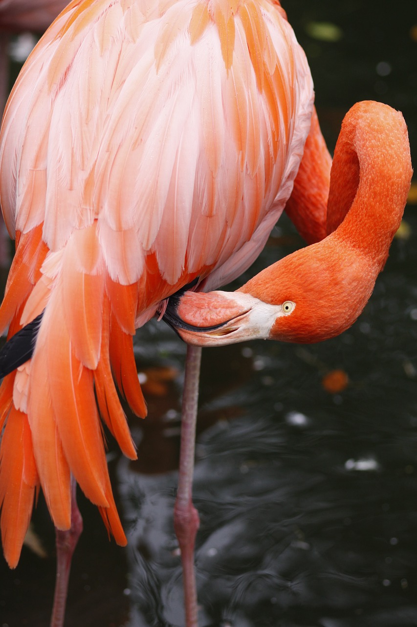 Image - waters bird nature flamingo lake