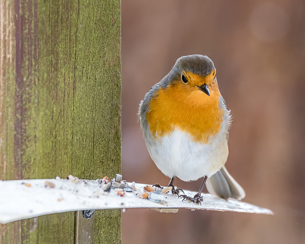 Image - animal world bird songbird nature