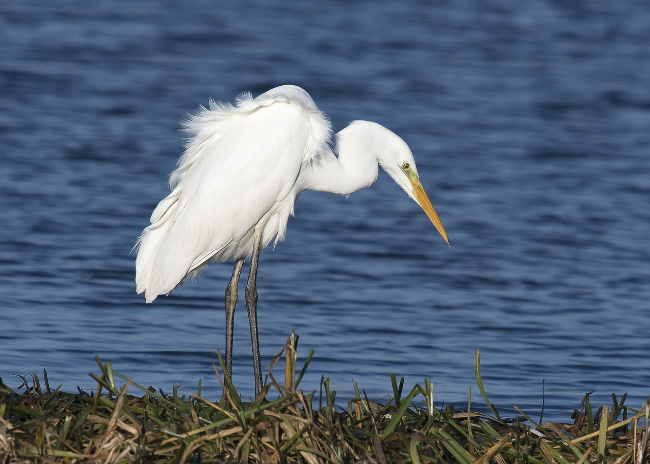 Image - bird wildlife egret water nature