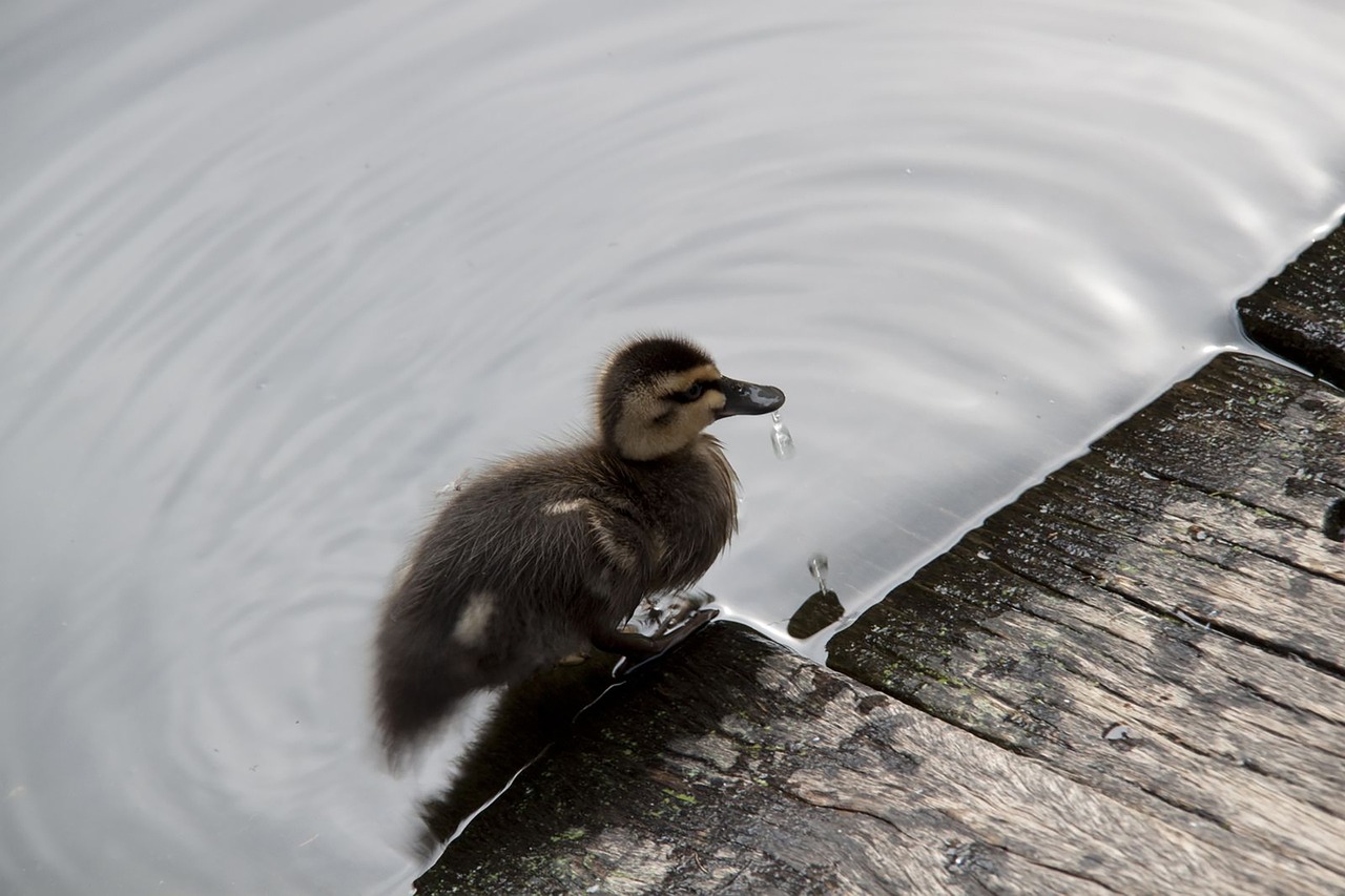 Image - duck wood water ducklings