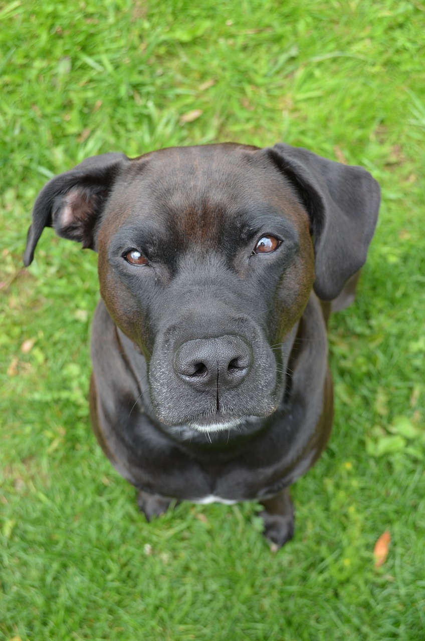 Image - dog mammal animal lawn canine