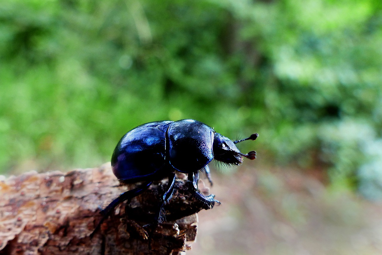 Image - nature animal world animal insect