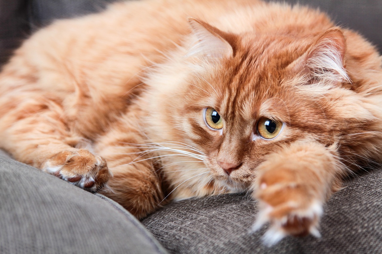 Image - animals cat cute mammals portrait