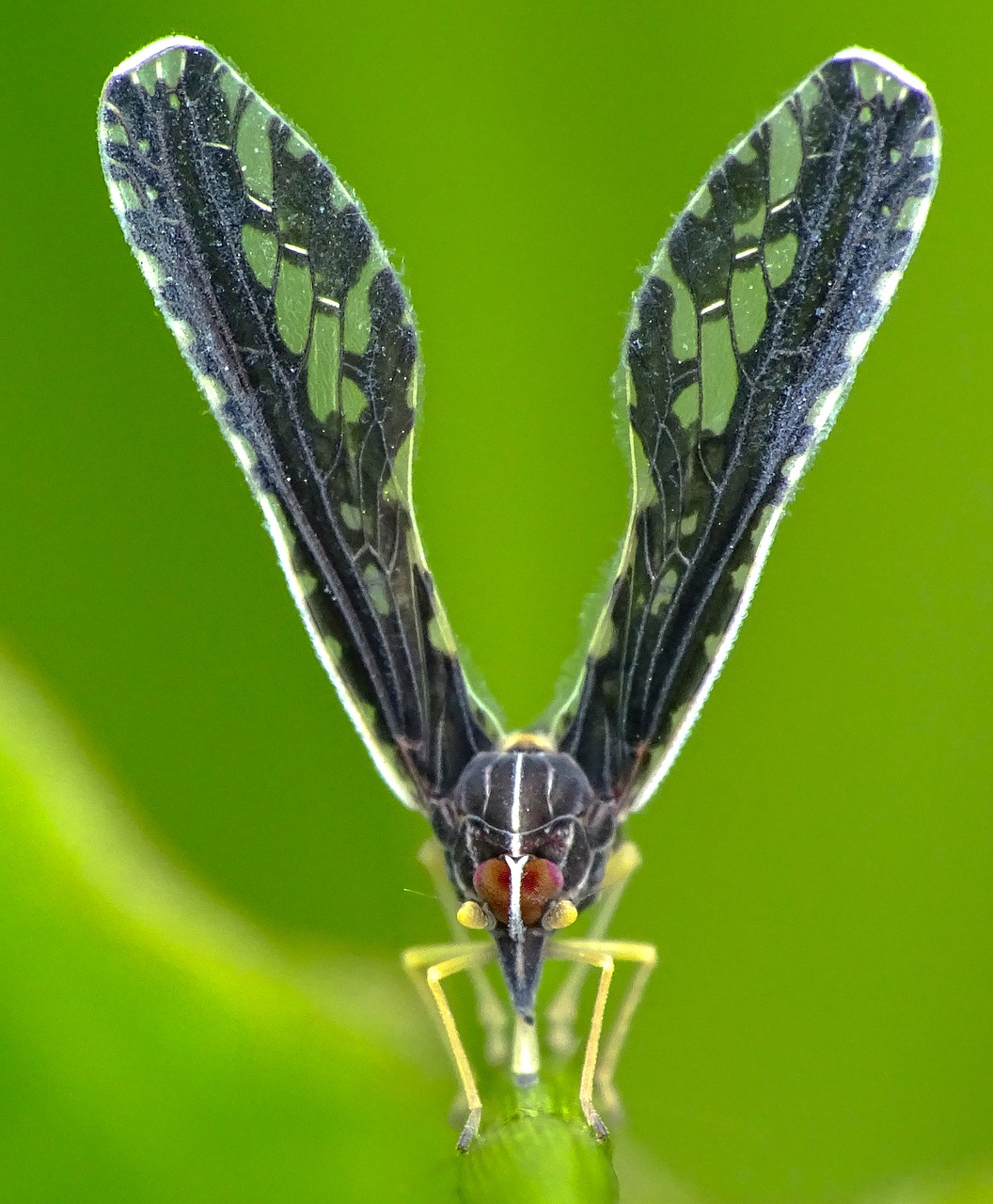 Image - nature insect butterfly wildlife