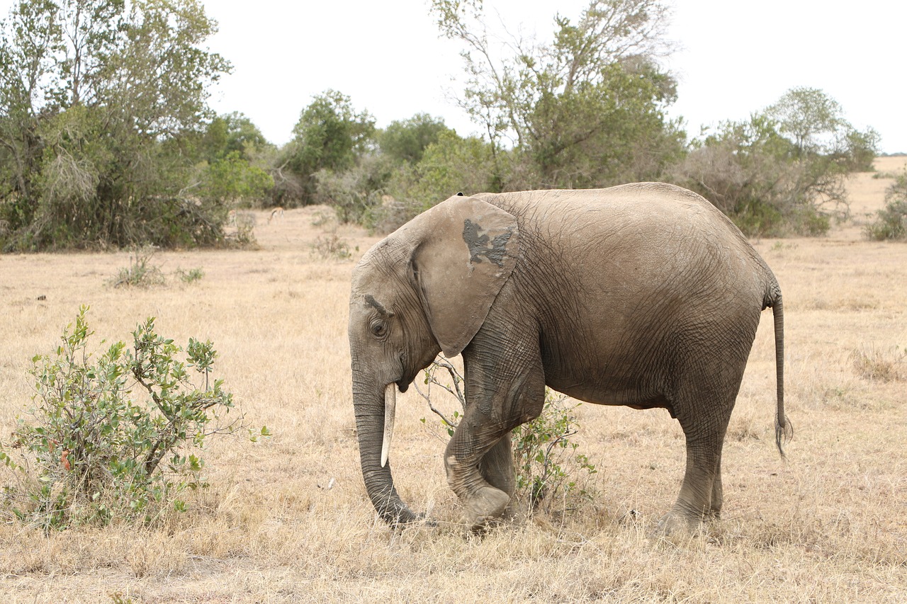 Image - wildlife elephant animal nature