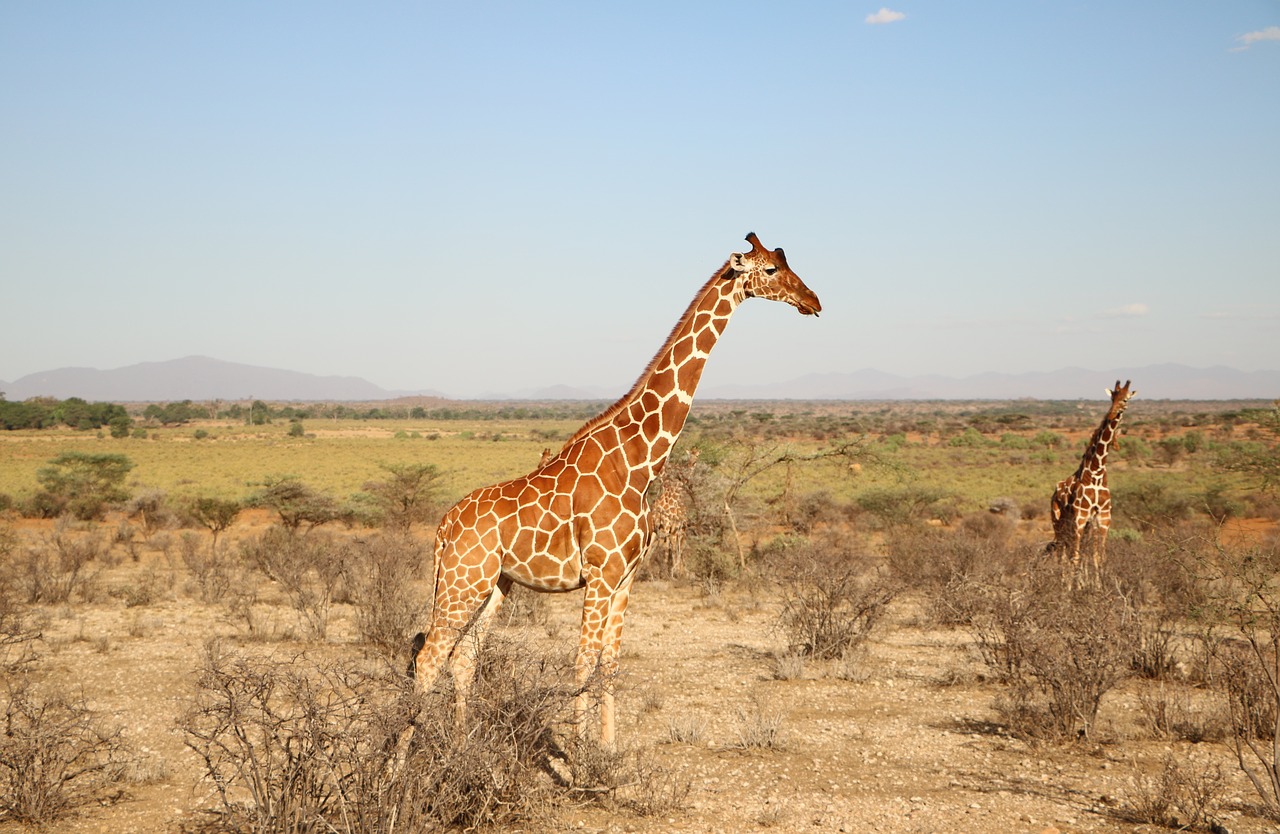 Image - giraffe nature safari wildlife