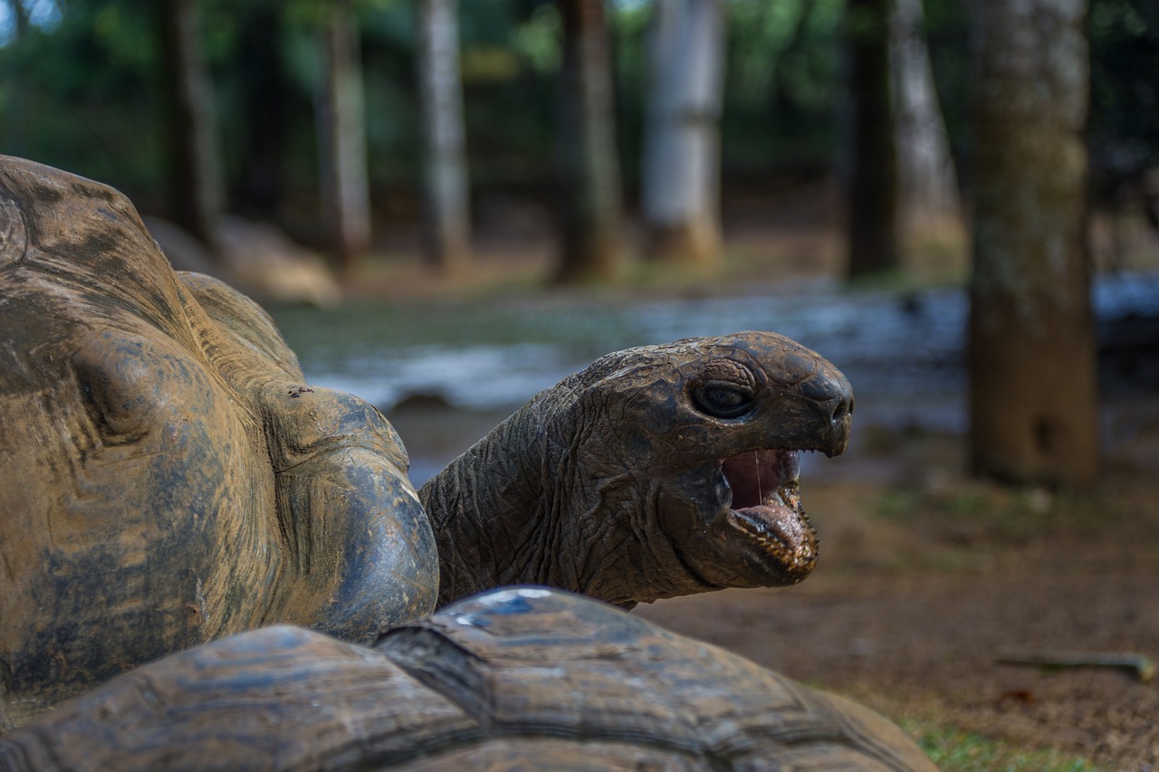 Image - turtle giant tortoise nature