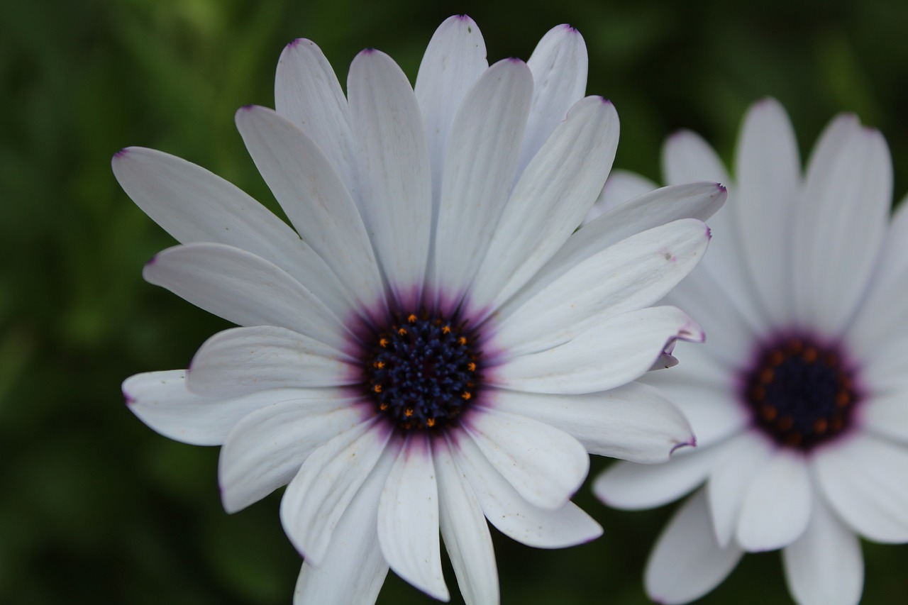 Image - flower carthage tunis nature