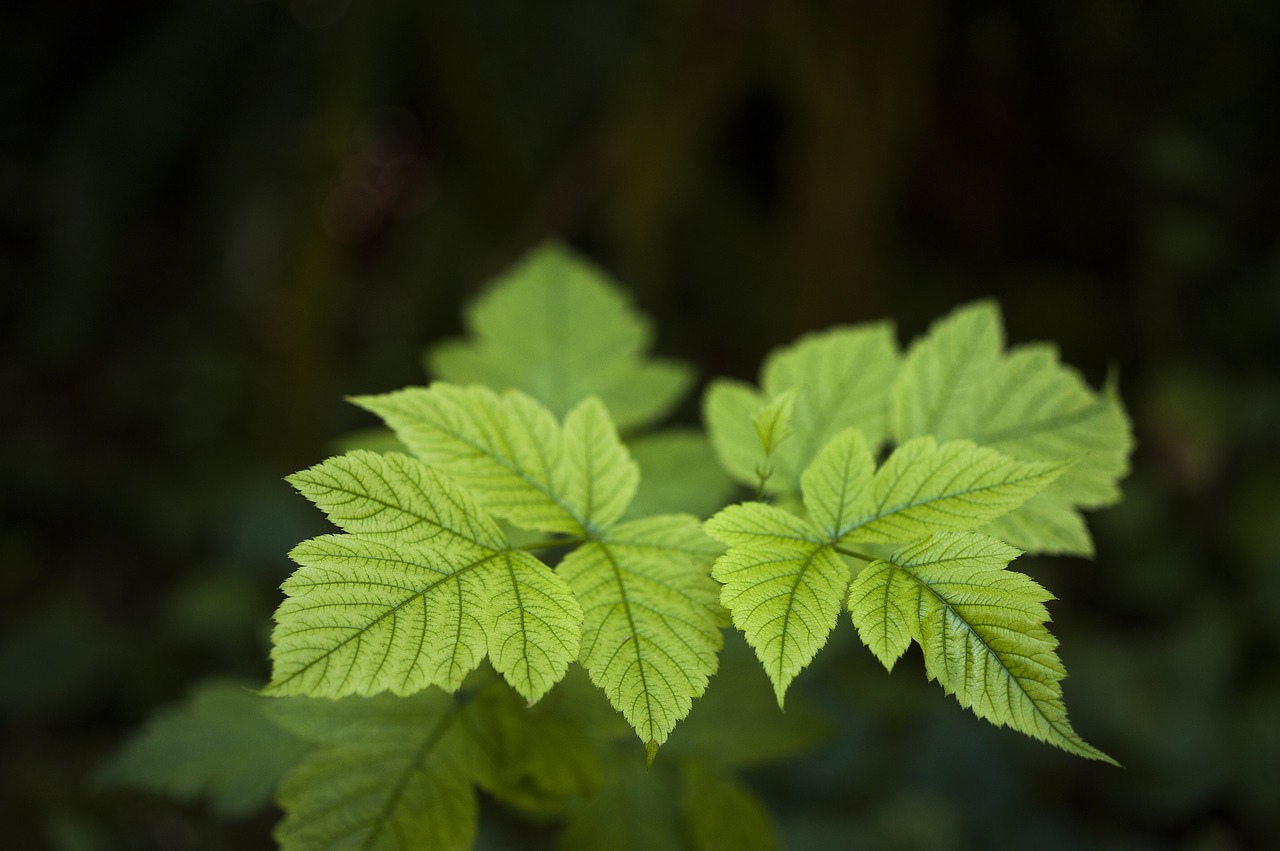 Image - leaf nature outdoors growth flora