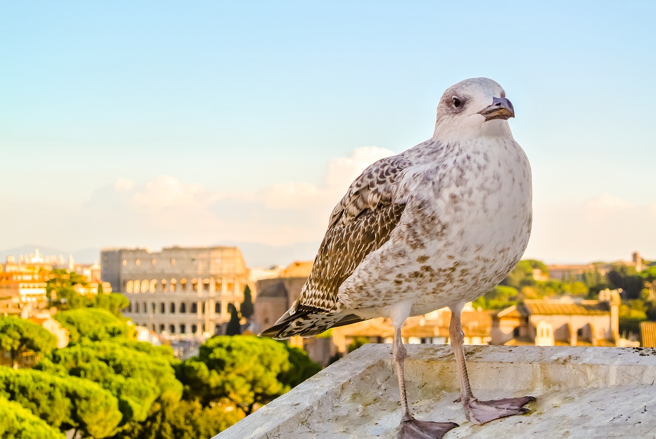 Image - nature colosseum ave city