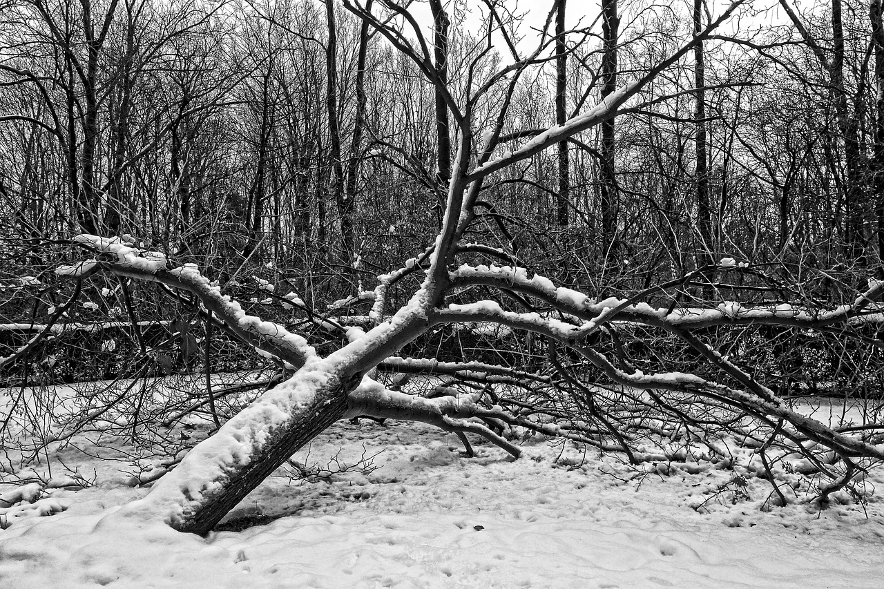 Image - tree fallen tree bare tree winter