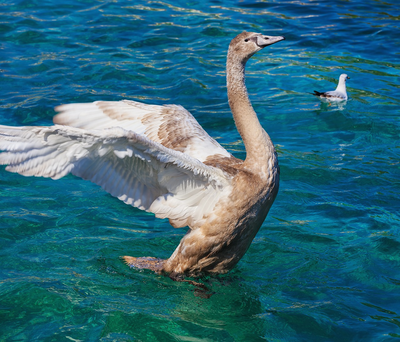 Image - young swan gray grey brown bird