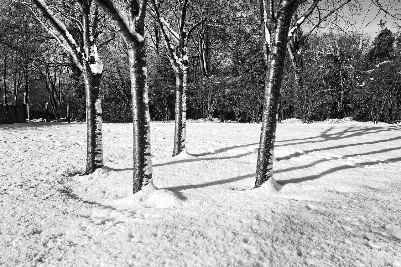 Image - trees bare trees winter snow