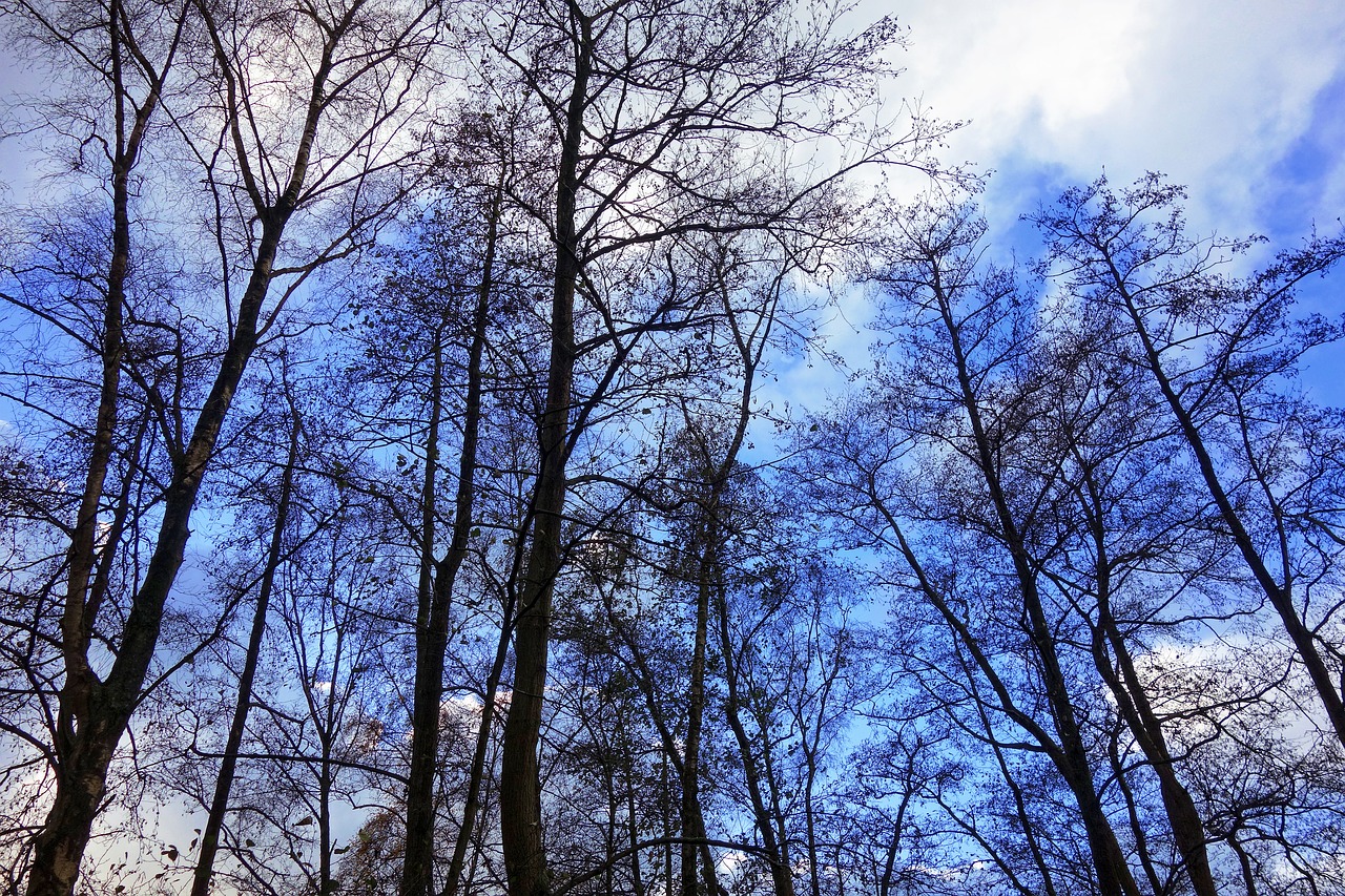Image - trees tree tops rising high