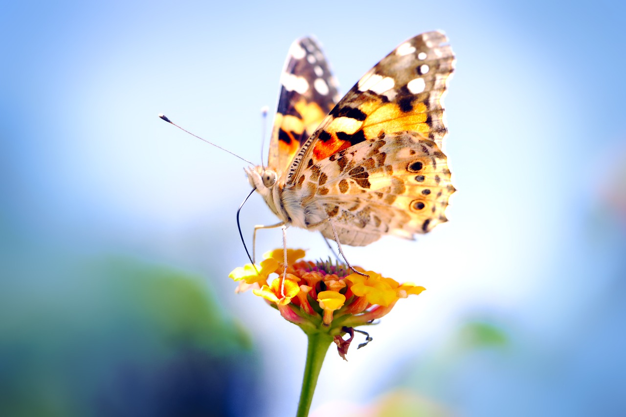 Image - nature butterfly insect flower