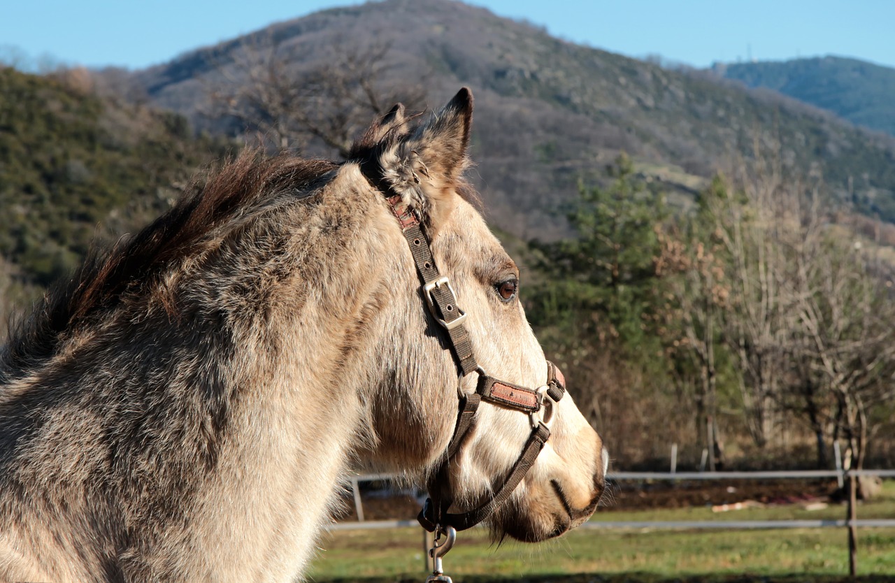 Image - nature animal pony animals