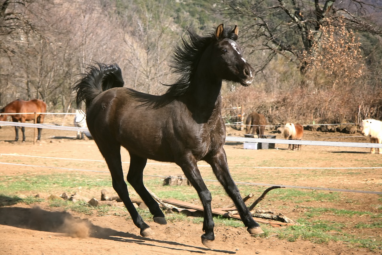 Image - horse foal ponies horses pre