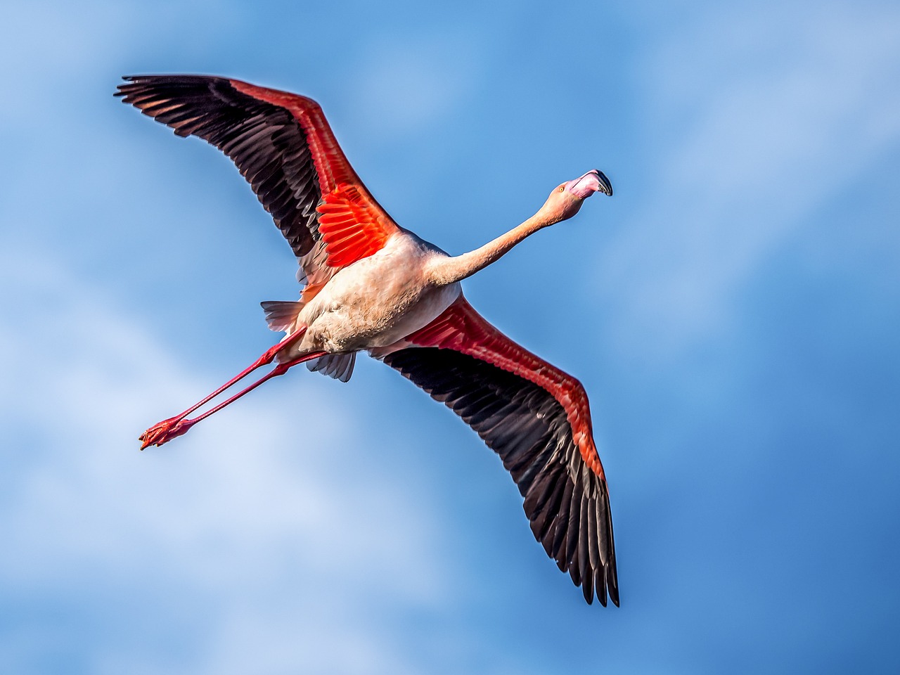 Image - bird nature camargue