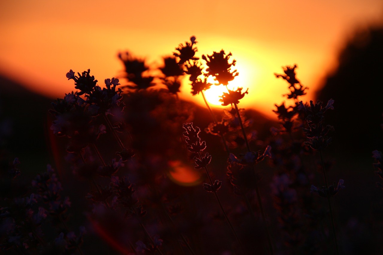 Image - sunset dusk panorama lip detmold