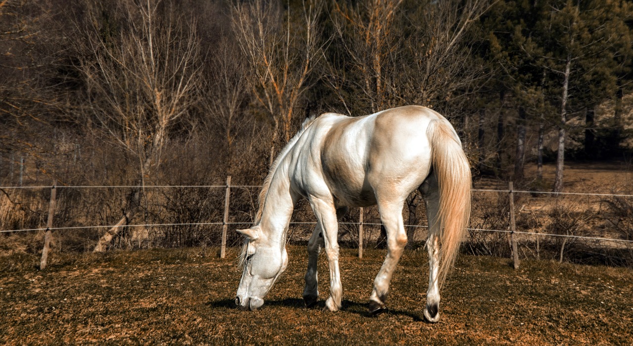 Image - horse tree field fields winters