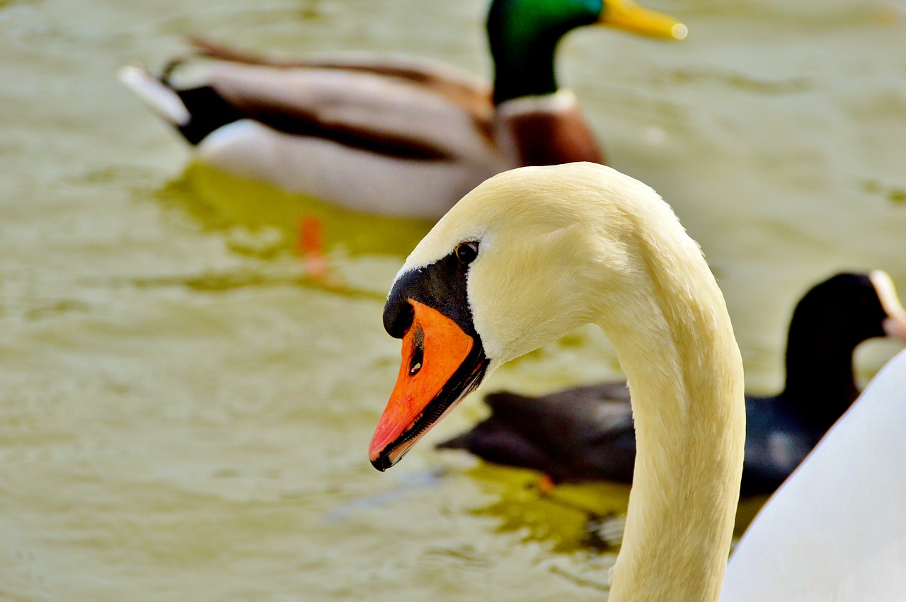 Image - swan bird water bird water lake