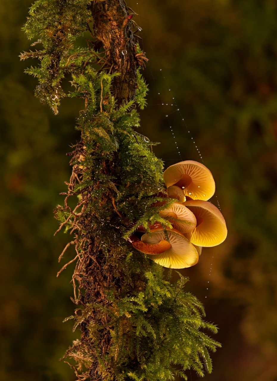 Image - mushroom mini mushroom