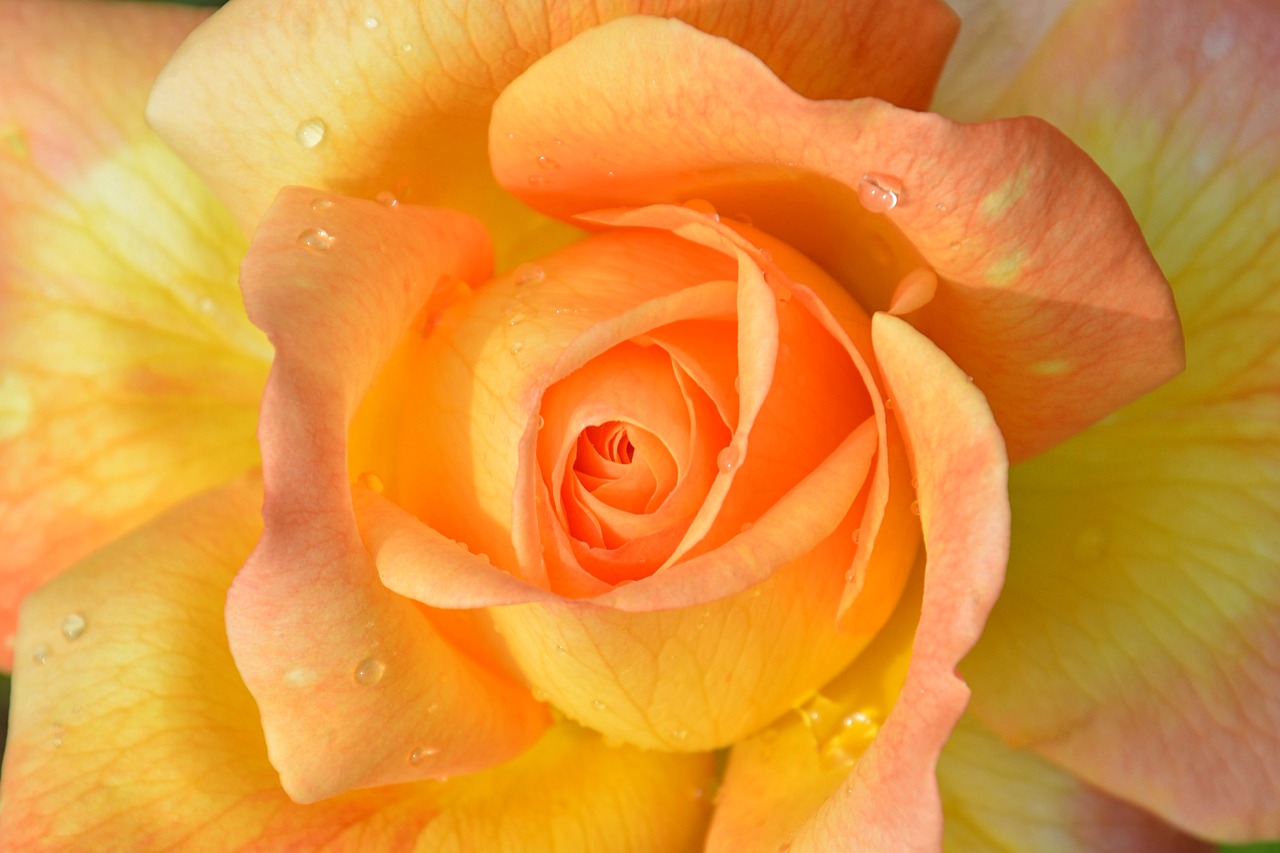 Image - flower petals rose blooming